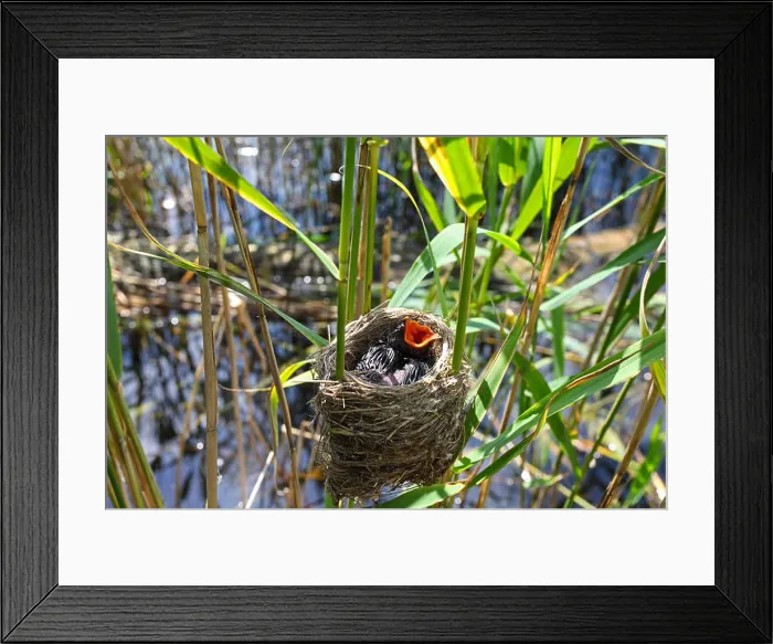 Framed Print : Eurasian cuckoo (Cuculus canorus), chick in the nest of a reed warbler, Germany Framed Print : Eurasian cuckoo (Cuculus canorus), chick in the nest of a reed warbler, Germany