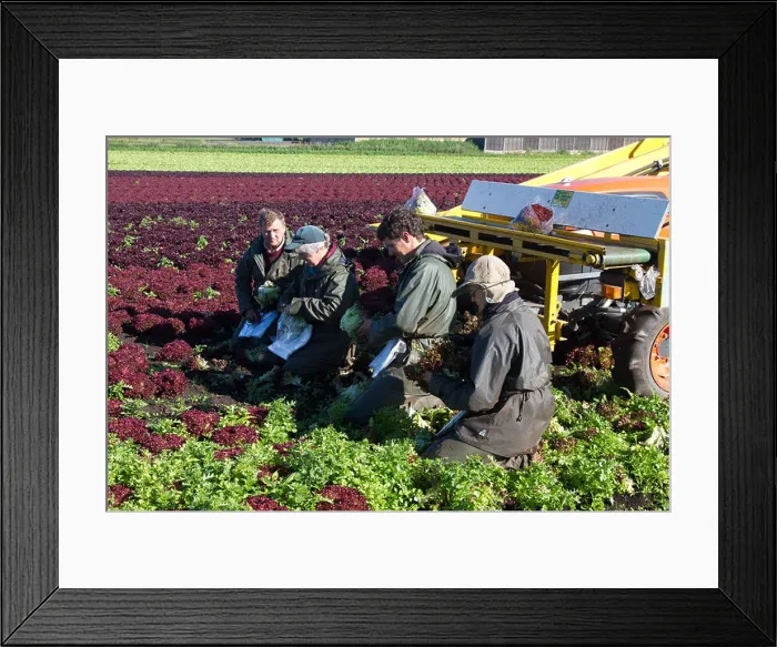 Framed Print : Four Agricultural workers picking 'Lollo Rosso' lettuce at Mere Brow, Hesketh Bank, Southport, West Lancashire, UK