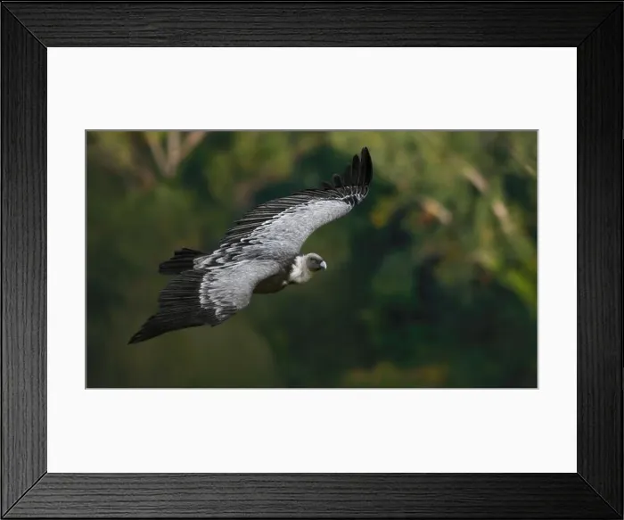 Framed Print : A Eurasian Griffon Vulture (Gyps Fulvus) flying over a green forest, looking into the camera Framed Print : A Eurasian Griffon Vulture (Gyps Fulvus) flying over a green forest, looking into the camera