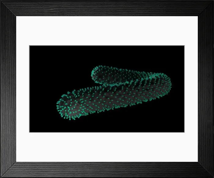 Framed Print : Marburg virus, 3d rendering medical science illustration