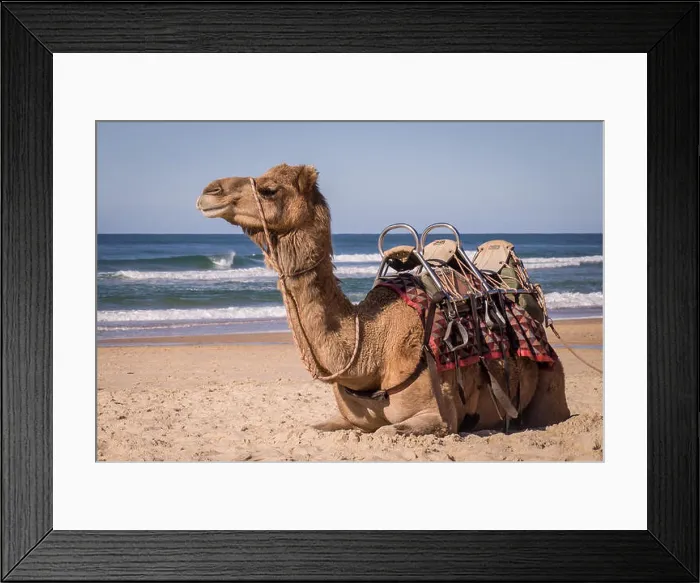 Framed Print : Camel resting on beach in Australia Framed Print : Camel resting on beach in Australia