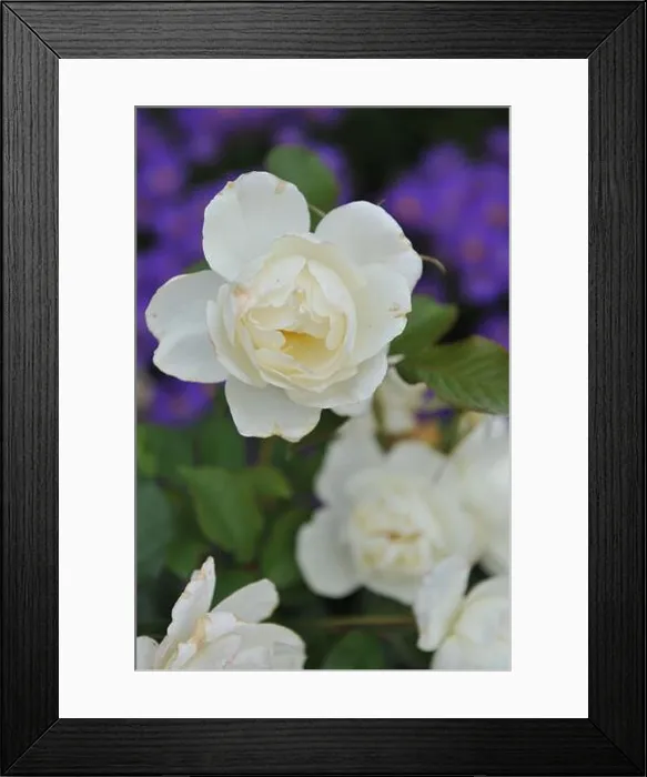 Framed Print : White Floribunda rose (Rosa) Class Act blooms in a garden in September Framed Print : White Floribunda rose (Rosa) Class Act blooms in a garden in September