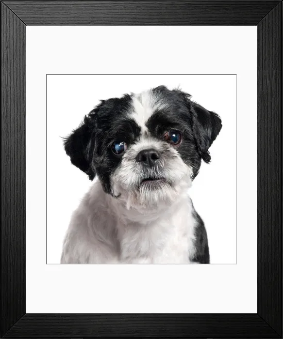 Framed Print : Close-up of Shih Tzu, 4 years old, in front of white background Framed Print : Close-up of Shih Tzu, 4 years old, in front of white background