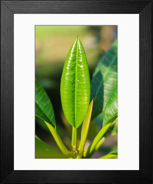 Framed Print : Green frangipani leaves on blurred background - natural plants landscape Framed Print : Green frangipani leaves on blurred background - natural plants landscape
