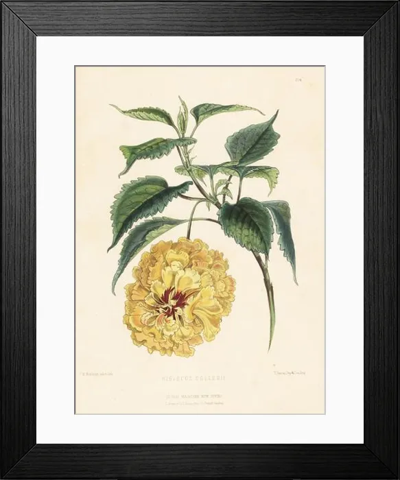 Framed Print : China rose, Hibiscus collerii, Hibiscus rosa-sinensis Framed Print : China rose, Hibiscus collerii, Hibiscus rosa-sinensis