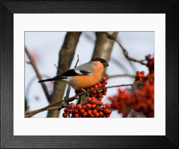 Framed Print : The Bullfinch (Pyrrhula pyrrhula Linnaeus, 1758) is mountain ash berries. The male sits on a branch Framed Print : The Bullfinch (Pyrrhula pyrrhula Linnaeus, 1758) is mountain ash berries. The male sits on a branch