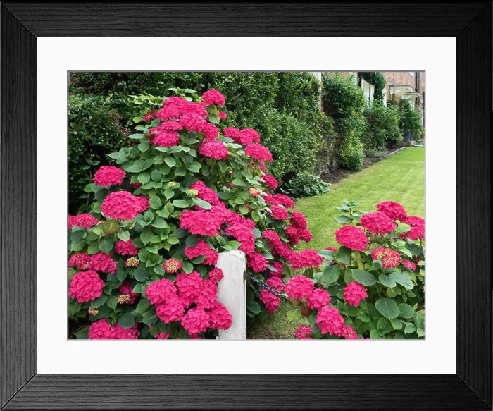 Framed Print : Deep pink hyrdrangeas at the Entrance to Goldsborough Hall in Goldsborough near Knaresborough North Yorkshire England Framed Print : Deep pink hyrdrangeas at the Entrance to Goldsborough Hall in Goldsborough near Knaresborough North Yorkshire England