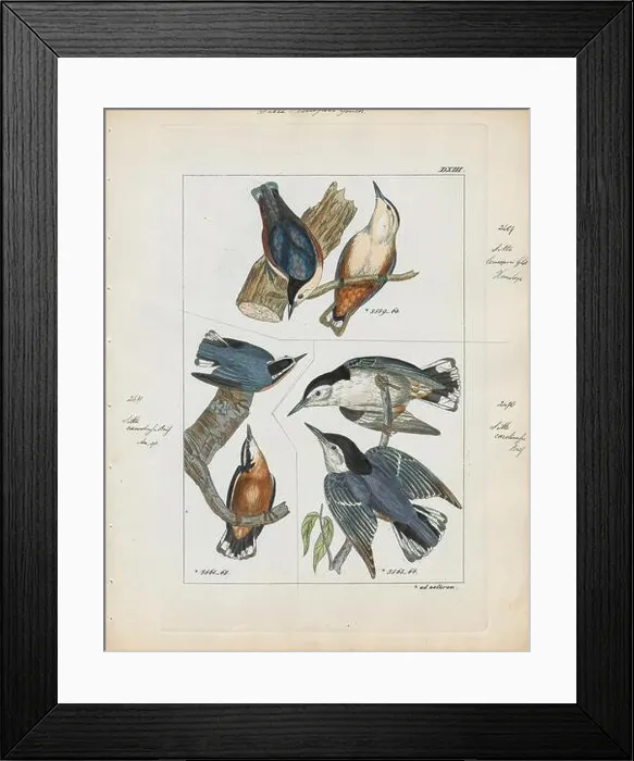 Framed Print : Sitta leucopsis, Print, The white-cheeked nuthatch (Sitta leucopsis) is a species of bird in the Sittidae family Framed Print : Sitta leucopsis, Print, The white-cheeked nuthatch (Sitta leucopsis) is a species of bird in the Sittidae family