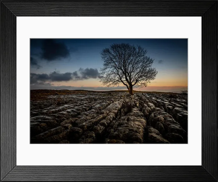 Framed Print : Lone tree on limestone pavements, Yorkshire, England, UK, GB, Europe Framed Print : Lone tree on limestone pavements, Yorkshire, England, UK, GB, Europe