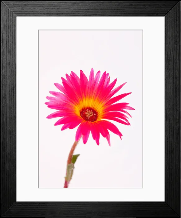 Framed Print : A close up of a Mesembryanthemum Livingstone daisy on a white background Framed Print : A close up of a Mesembryanthemum Livingstone daisy on a white background