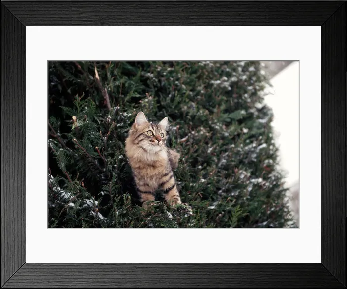 Framed Print : A fluffy tabby cat perched among snow dusted evergreen branches, with a curious and alert expression Framed Print : A fluffy tabby cat perched among snow dusted evergreen branches, with a curious and alert expression
