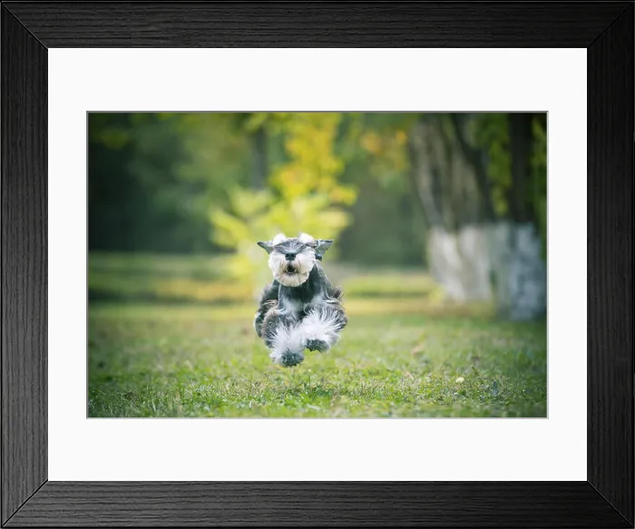 Framed Print : Porait of Dog Framed Print : Porait of Dog