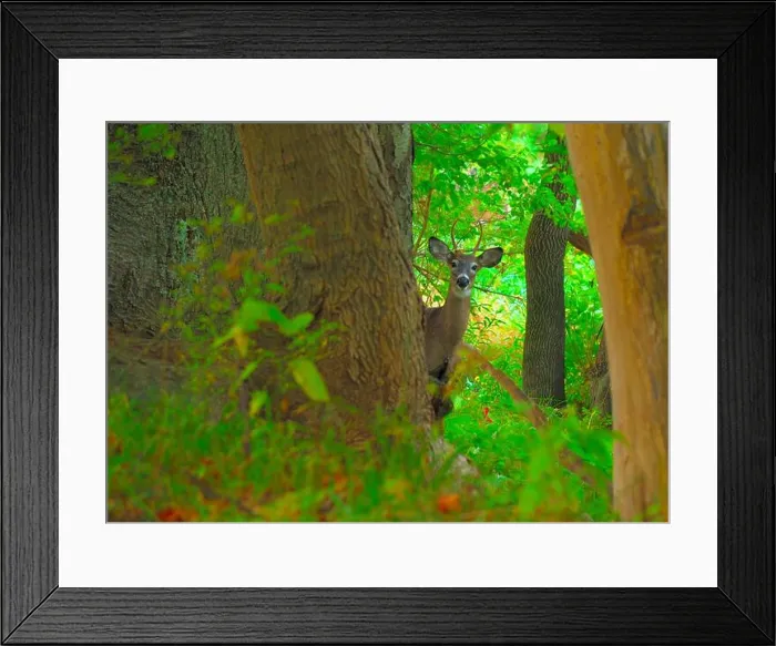 Framed Print : Whitetail Deer spike Buck standing in the woods Framed Print : Whitetail Deer spike Buck standing in the woods