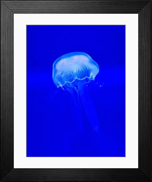 Framed Print : Jellyfish Framed Print : Jellyfish