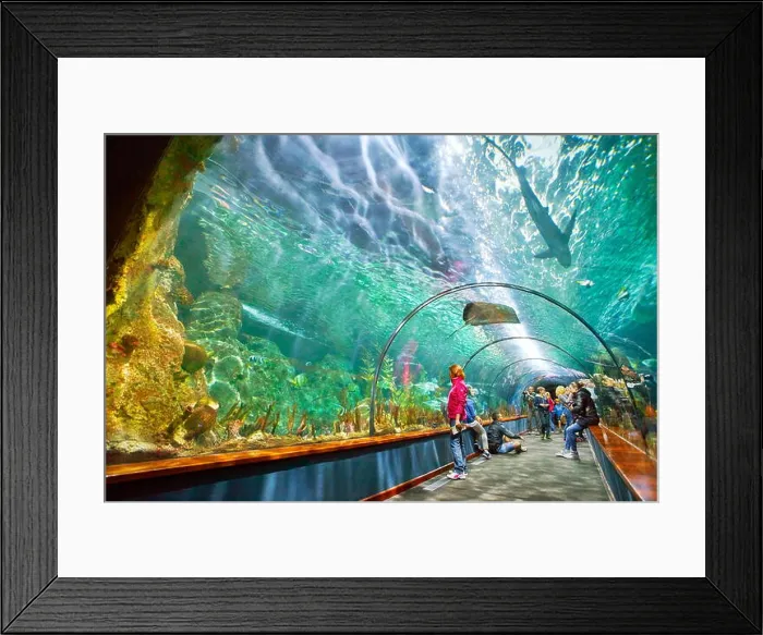 Framed Print : Aquarium in Loro Parque, Puerto de la Cruz, Tenerife, Canary Islands, Spain Framed Print : Aquarium in Loro Parque, Puerto de la Cruz, Tenerife, Canary Islands, Spain