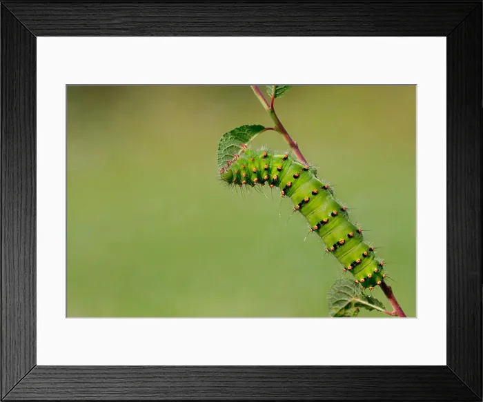 Framed Print : Small Emperor Moth, caterpillar, Germany / (Saturnia pavonia) Framed Print : Small Emperor Moth, caterpillar, Germany / (Saturnia pavonia)