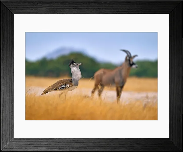 Framed Print : Kori with antelope in the background Framed Print : Kori with antelope in the background