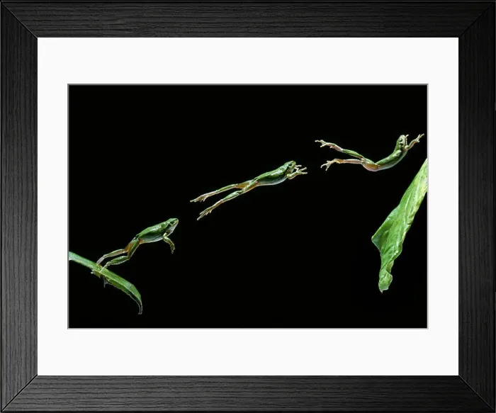 Framed Print : EUROPEAN TREE FROG leaping from leaf (multiflash) Hyla arborea Image carries 50% surcharge Framed Print : EUROPEAN TREE FROG leaping from leaf (multiflash) Hyla arborea Image carries 50% surcharge