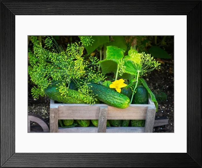 Framed Print : A basket full of freshly picked cucumbers and dill in the vegetable garden Framed Print : A basket full of freshly picked cucumbers and dill in the vegetable garden
