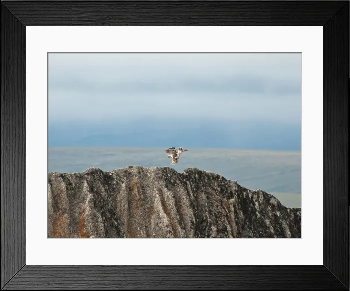 Framed Print : A *Rough-legged Hawk* lands on the Bering Land Bridge Framed Print : A *Rough-legged Hawk* lands on the Bering Land Bridge