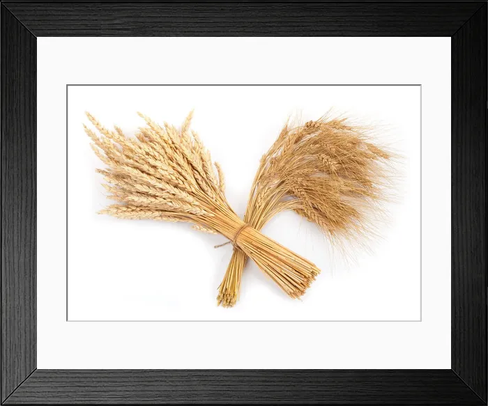 Framed Print : Sheaf of wheat and rye Framed Print : Sheaf of wheat and rye