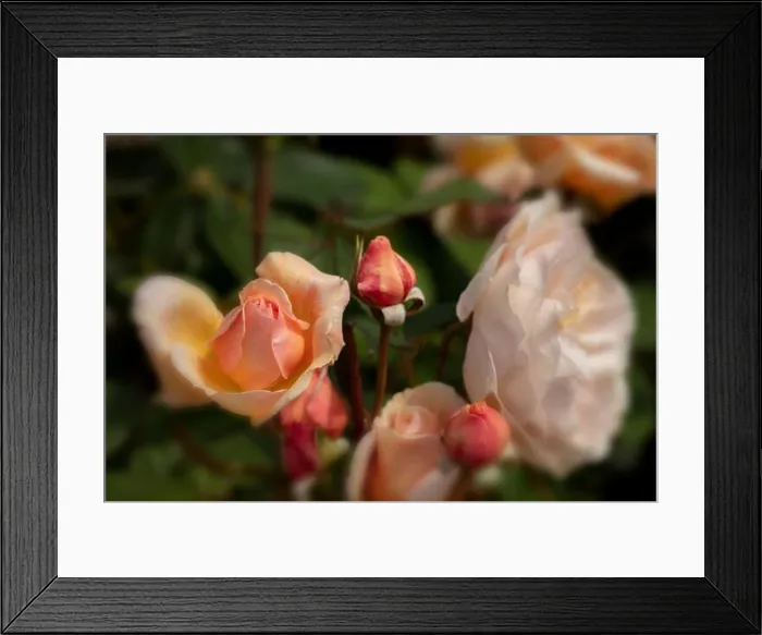 Framed Print : Romantic Rosa A Shropshire Lad = ‘Ausled, rose - A Shropshire Lad, Rosa ‘Ausled delicately blooming Framed Print : Romantic Rosa A Shropshire Lad = ‘Ausled, rose - A Shropshire Lad, Rosa ‘Ausled delicately blooming
