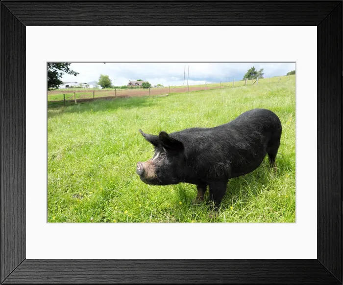 Framed Print : Berkshire pig a rare breed in the UK is mainly black with white markings on face and feet and has upright ears Framed Print : Berkshire pig a rare breed in the UK is mainly black with white markings on face and feet and has upright ears