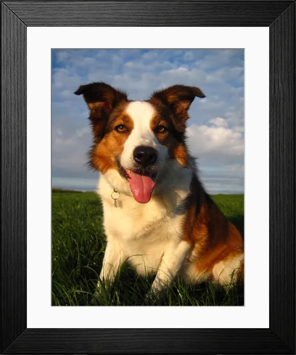 Framed Print : Tri colour Border Collie sat on the grass Framed Print : Tri colour Border Collie sat on the grass