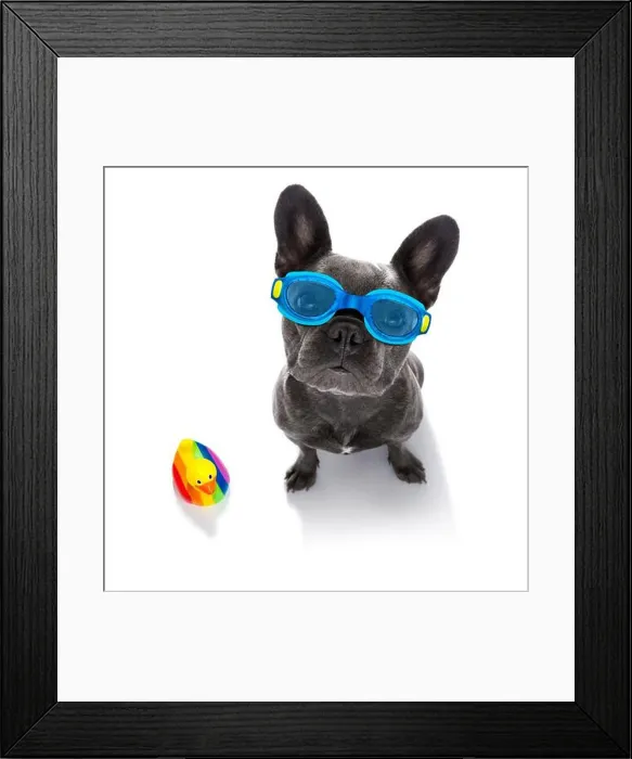 Framed Print : french bulldog dog wearing goggles with rubber plastik duck, ready for the swimming pool, isolated on white background Framed Print : french bulldog dog wearing goggles with rubber plastik duck, ready for the swimming pool, isolated on white background