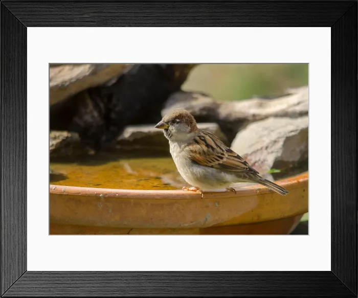 Framed Print : House sparrow, Passer domesticus drinking from plate in garden, Spain Framed Print : House sparrow, Passer domesticus drinking from plate in garden, Spain