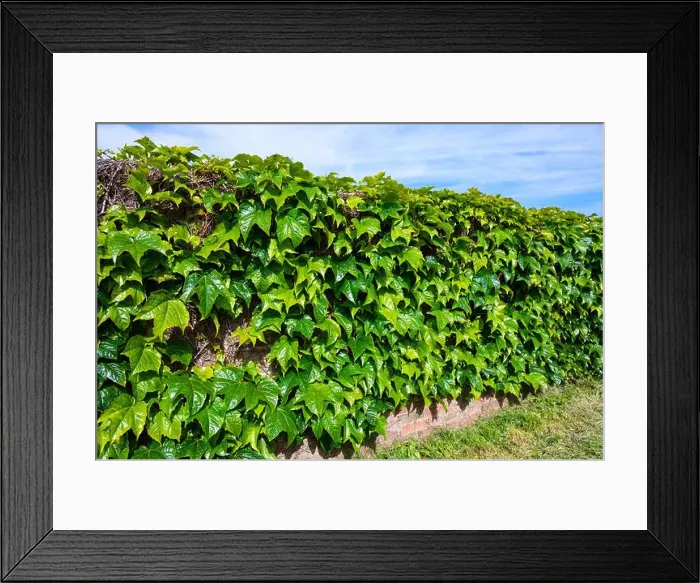 Framed Print : Vines of Japanese creeper (Parthenocissus tricuspidata)