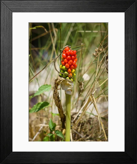 Framed Print : The berries Arum palaestinum Framed Print : The berries Arum palaestinum