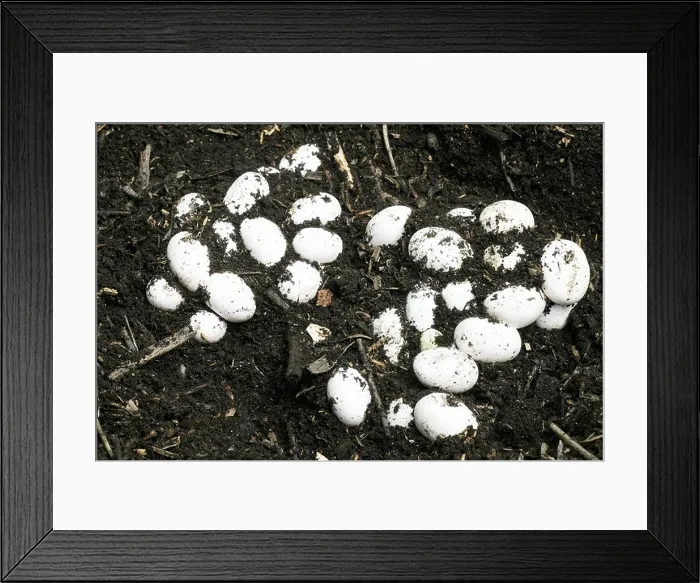 Framed Print : grass snake (Natrix natrix), eggs, Germany Framed Print : grass snake (Natrix natrix), eggs, Germany
