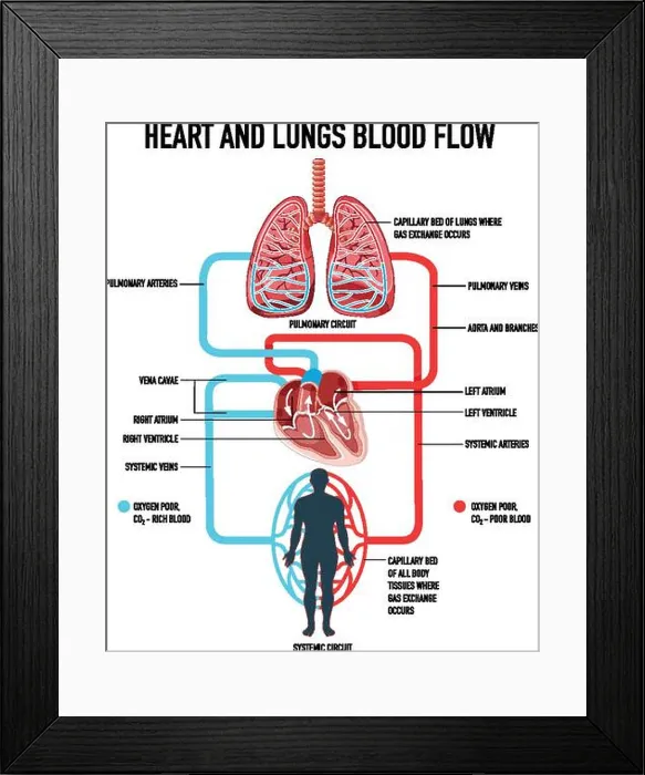 Framed Print : Diagram showing heart and lungs blood flow illustration Framed Print : Diagram showing heart and lungs blood flow illustration