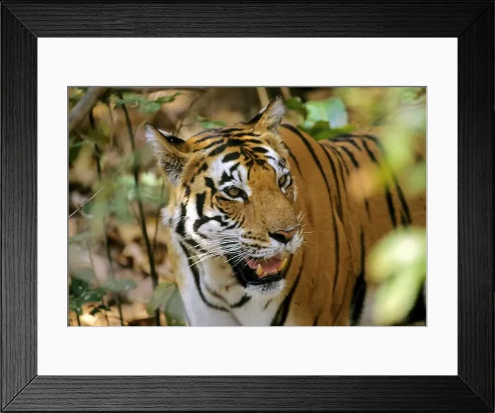 Framed Print : Tiger sitting (Panthera tigris), kanha National Park, Madhya Pradesh, India, Asia Framed Print : Tiger sitting (Panthera tigris), kanha National Park, Madhya Pradesh, India, Asia