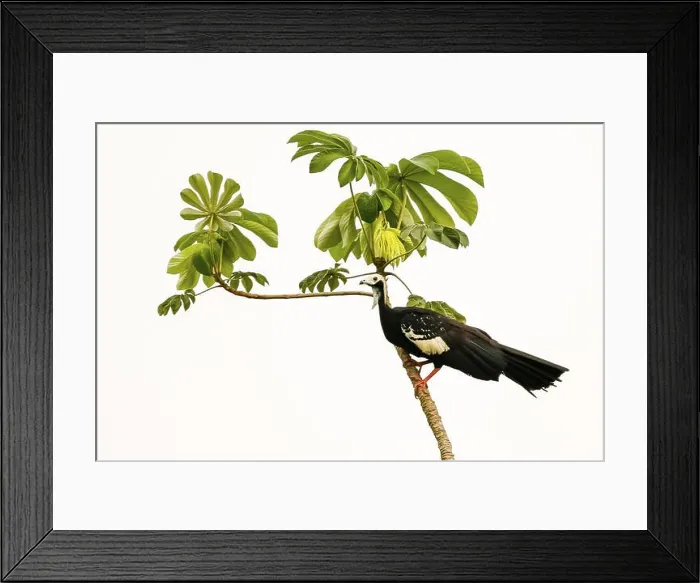 Framed Print : Blue-throated piping Guan perched on a tiny tree with leaves Framed Print : Blue-throated piping Guan perched on a tiny tree with leaves