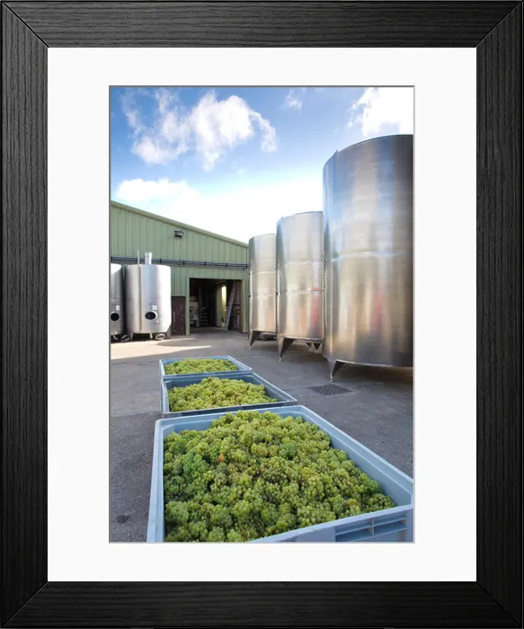 Framed Print : English wine maker Chapel Down Wines, Tenterden, Kent, England, UK Framed Print : English wine maker Chapel Down Wines, Tenterden, Kent, England, UK