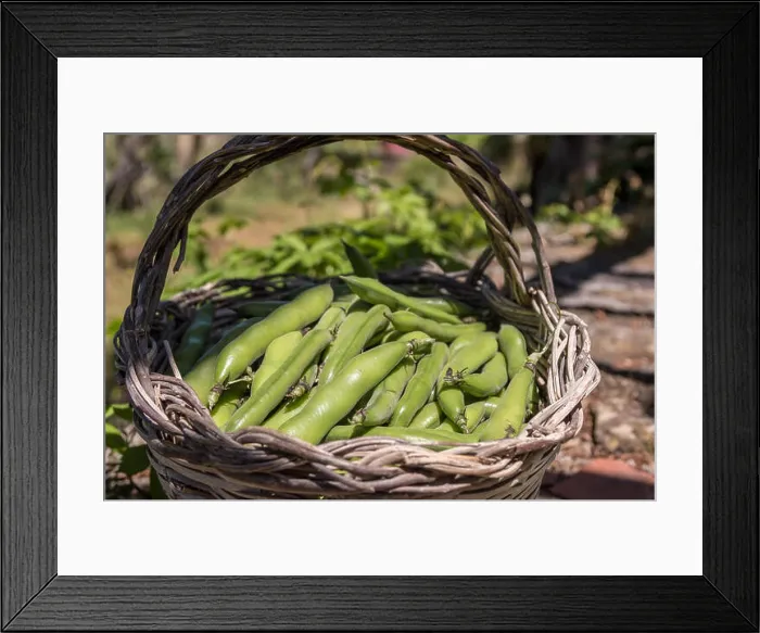 Framed Print : Fresh pods of broad beans in a wicker basket. Broad beans freshly harvested. Healthy eating Framed Print : Fresh pods of broad beans in a wicker basket. Broad beans freshly harvested. Healthy eating