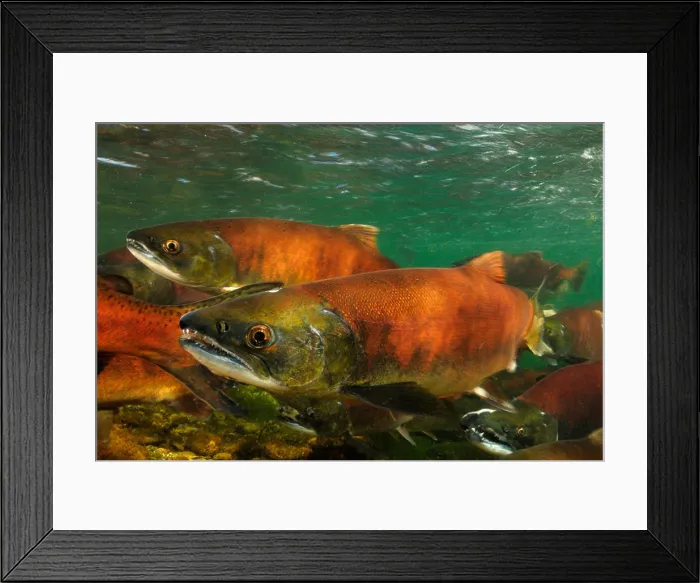 Framed Print : Red salmon, Oncorhynchus nerka, Kokanee, East River, Colorado Framed Print : Red salmon, Oncorhynchus nerka, Kokanee, East River, Colorado