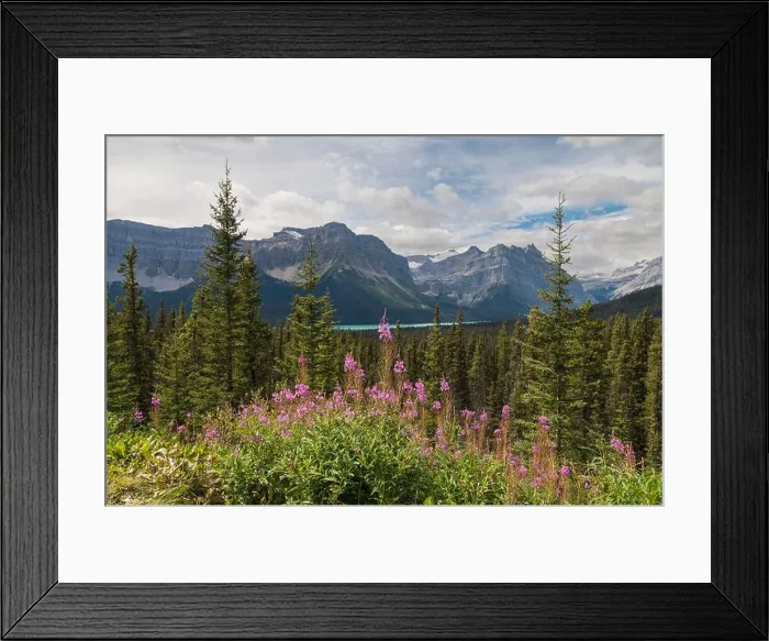 Framed Print : Wildflowers, fireweed (willowherb) near Bow Lake Framed Print : Wildflowers, fireweed (willowherb) near Bow Lake