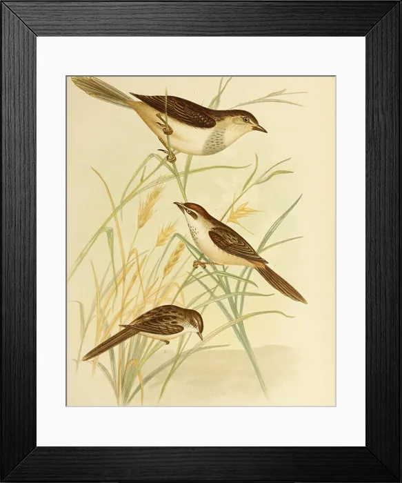 Framed Print : The birds of Australia. Birds. G J Bromowski Framed Print : The birds of Australia. Birds. G J Bromowski