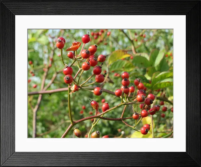 Framed Print : The image or reference to Rosa multiflora pertains to the species of rose commonly known as multiflora rose Framed Print : The image or reference to Rosa multiflora pertains to the species of rose commonly known as multiflora rose