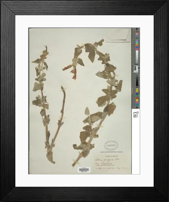 Framed Print : Salvia fulgens Cav Framed Print : Salvia fulgens Cav