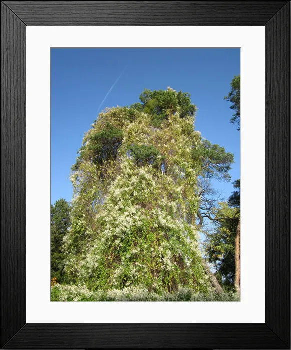Framed Print : This image, taken on October 19 Framed Print : This image, taken on October 19