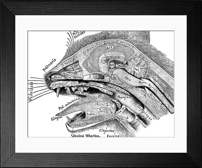 Framed Print : Anatomical technology as applied to the domestic cat; an introduction to human Framed Print : Anatomical technology as applied to the domestic cat; an introduction to human