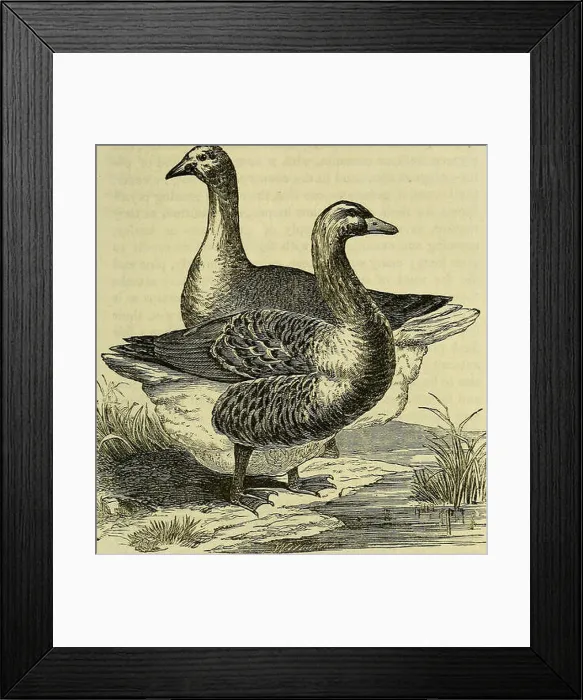 Framed Print : Domestic poultry: being a practical treatise on the preferable breeds of farm-yard poultry Framed Print : Domestic poultry: being a practical treatise on the preferable breeds of farm-yard poultry
