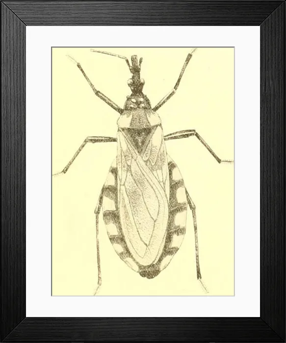 Framed Print : Contribución al estudio del gen Framed Print : Contribución al estudio del gen