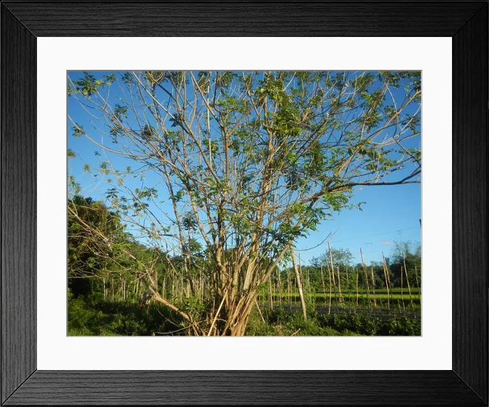 Framed Print : 00442 Sapang Pahalang, San Rafael, Bulacan 09 Framed Print : 00442 Sapang Pahalang, San Rafael, Bulacan 09