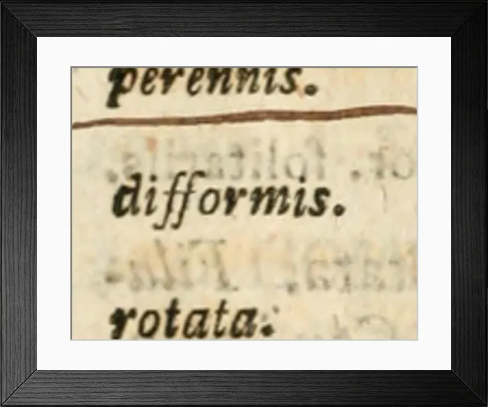 Framed Print : Caroli a Linné eqvitis Systema vegetabilivm Framed Print : Caroli a Linné eqvitis Systema vegetabilivm