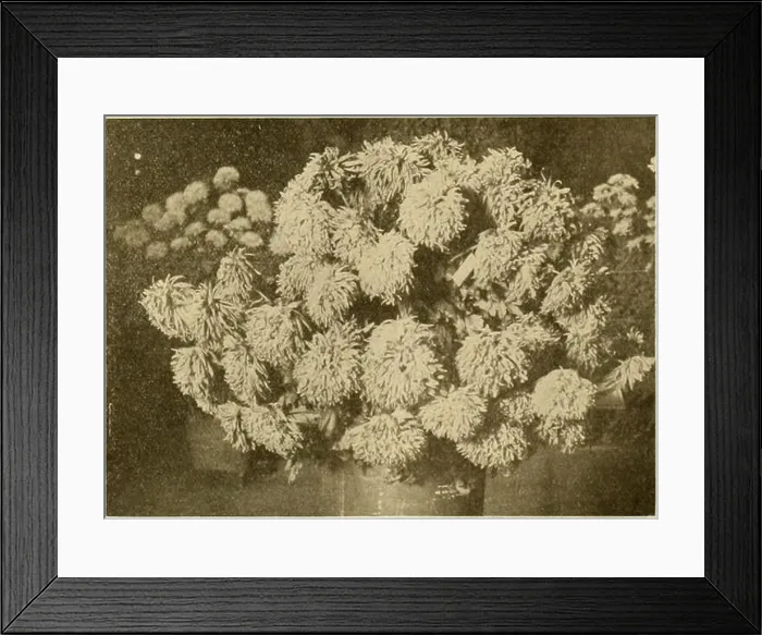 Framed Print : The American florist : a weekly journal for the trade Framed Print : The American florist : a weekly journal for the trade